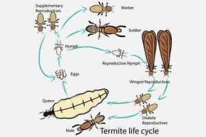 Termite Cycle
